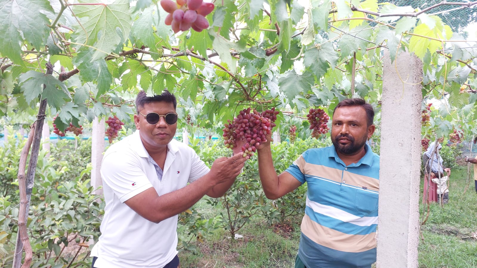 কলারোয়া (সাতক্ষীরা)  বিদেশি আঙ্গুর চাষে অভাবনীয় সাফল্য।
