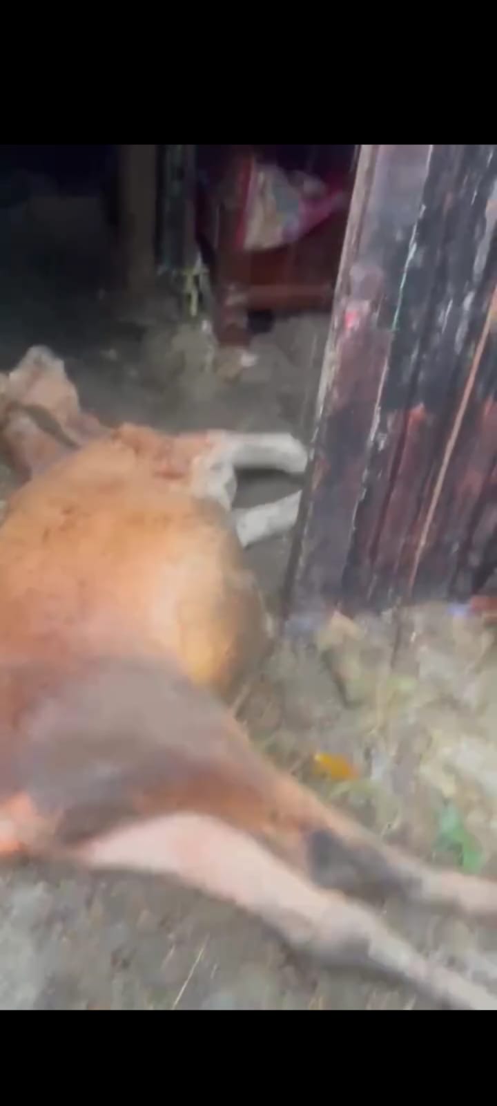 নাসিরনগরে ভয়াবহ অগ্নিকান্ডে গবাদিপশু সহ ৩টি বসতভিটা পুড়ে ছাই।