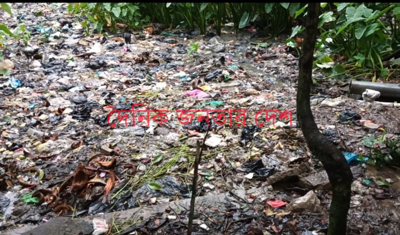 নাসিরনগরে বিভিন্ন সড়কের পাশে ও  ময়লার স্তূপ: তীব্র দুর্গন্ধ বাড়ছে জনদুর্ভোগ।