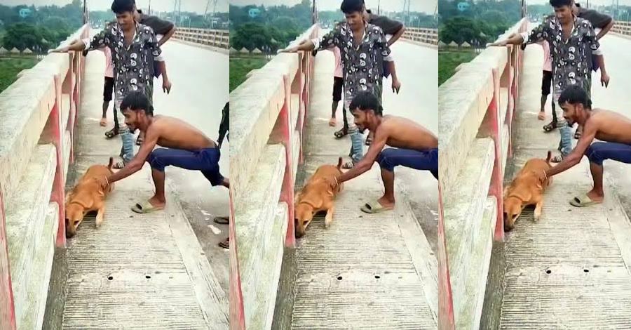 সামাজিক যোগাযোগ মাধ্যমে প্রকাশিত একটি ভিডিওতে কুকুরের গলায় দড়ি দিয়ে ইট বেঁধে নরসিংদীর নাগরিয়াকান্দি ব্রীজের উপর থেকে নদীতে ফেলে দেয়ার ঘটনায় মূল অভিযুক্ত গ্রেফতার।