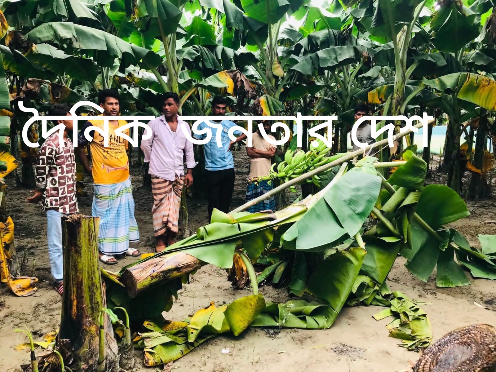 নরসিংদীর শিবপুরে মাদকের বিরুদ্ধে প্রতিবাদ করায় কলা বাগান কেটে ফেলাসহ হত্যার হুমকি।