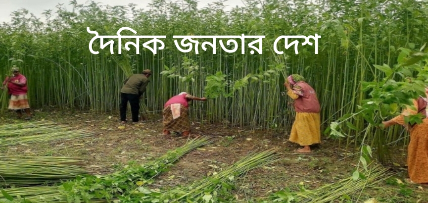 ঠাকুরগাঁওয়ে অসহায় কৃষক পরিবারের ফসলের পরিচর্যা ও সংগ্রহে এগিয়ে এলো আনসার-ভিডিপি।