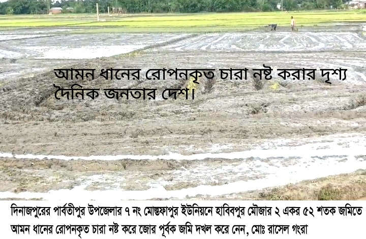 আমবাড়ীতে জমিতে আমন ধানের চারা রোপনকৃত ক্ষেত নষ্ট করে জমি দখল।