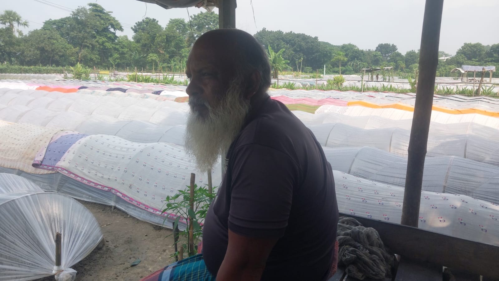 নরসিংদীতে শিবপুরে সবজির চারা বিক্রিতে ভাগ্য ঘুরছে কৃষকদের!