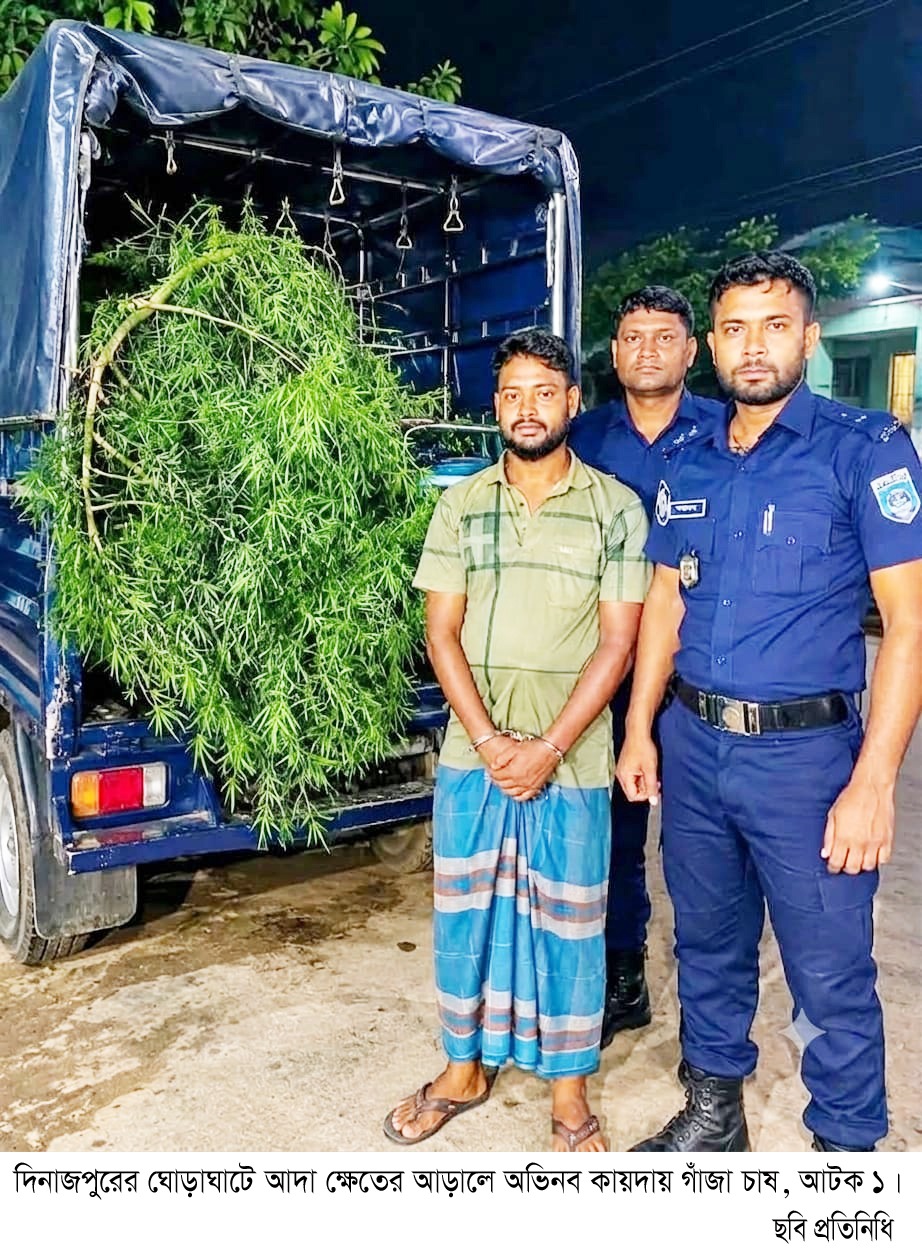 ঘোড়াঘাট ( দিনাজপুর)  উপজেলায় গাঁজা চাষ, আটক ১!