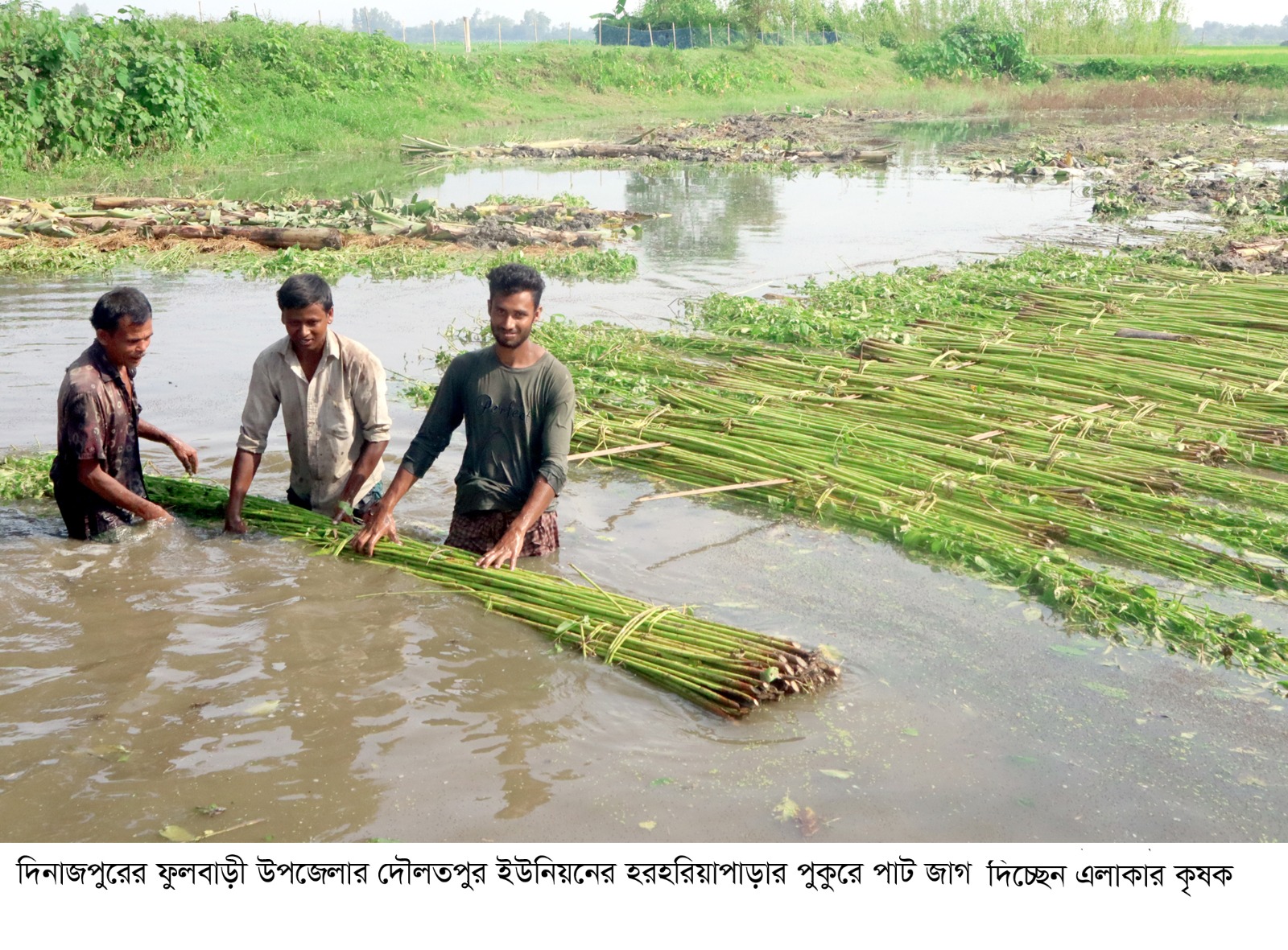 ফুলবাড়ীতে পাটের ফলন ও দাম দুই-ই ভালো, স্বস্তিতে কৃষকেরা!