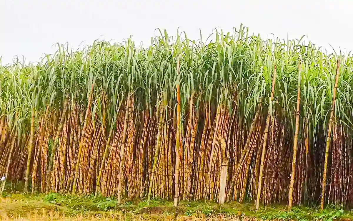 নরসিংদীতে নতুন কৃষি বিপ্লব:অধিক লাভ জনক হওয়ায় আঁখ চাষে আগ্রহি হয়ে ওঠছেন চাষীরা!