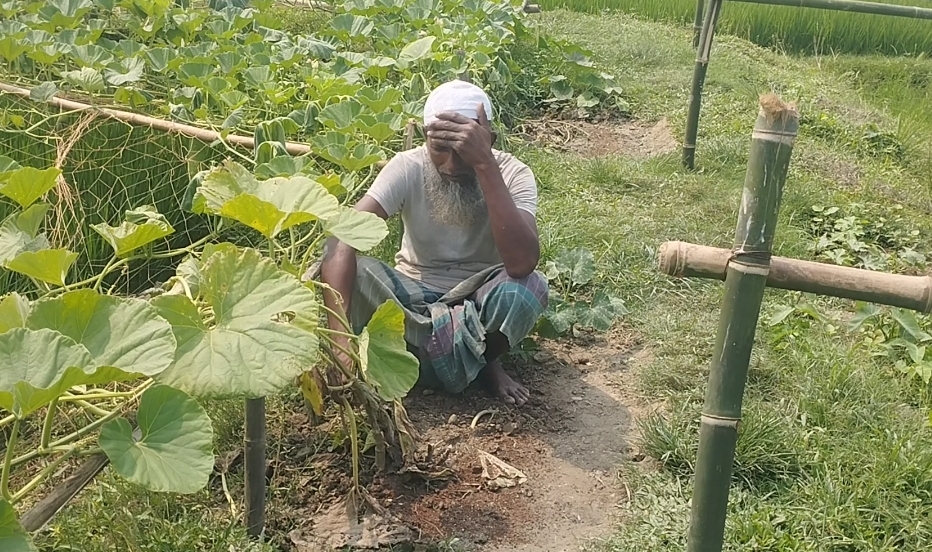 আল্লাহর কাছে বিচার দিলাম…’ ১১ কাঠা জমির লাউ খেত নিমিষেই শেষ, নিঃস্ব বৃদ্ধ কৃষকের কান্না!