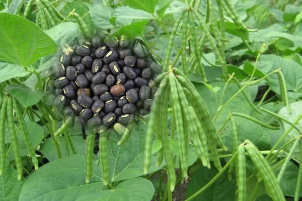 পলিমাটির আশীর্বাদ: যমুনা চরে মাসকলাই চাষে বাম্পার ফলনের আশা!