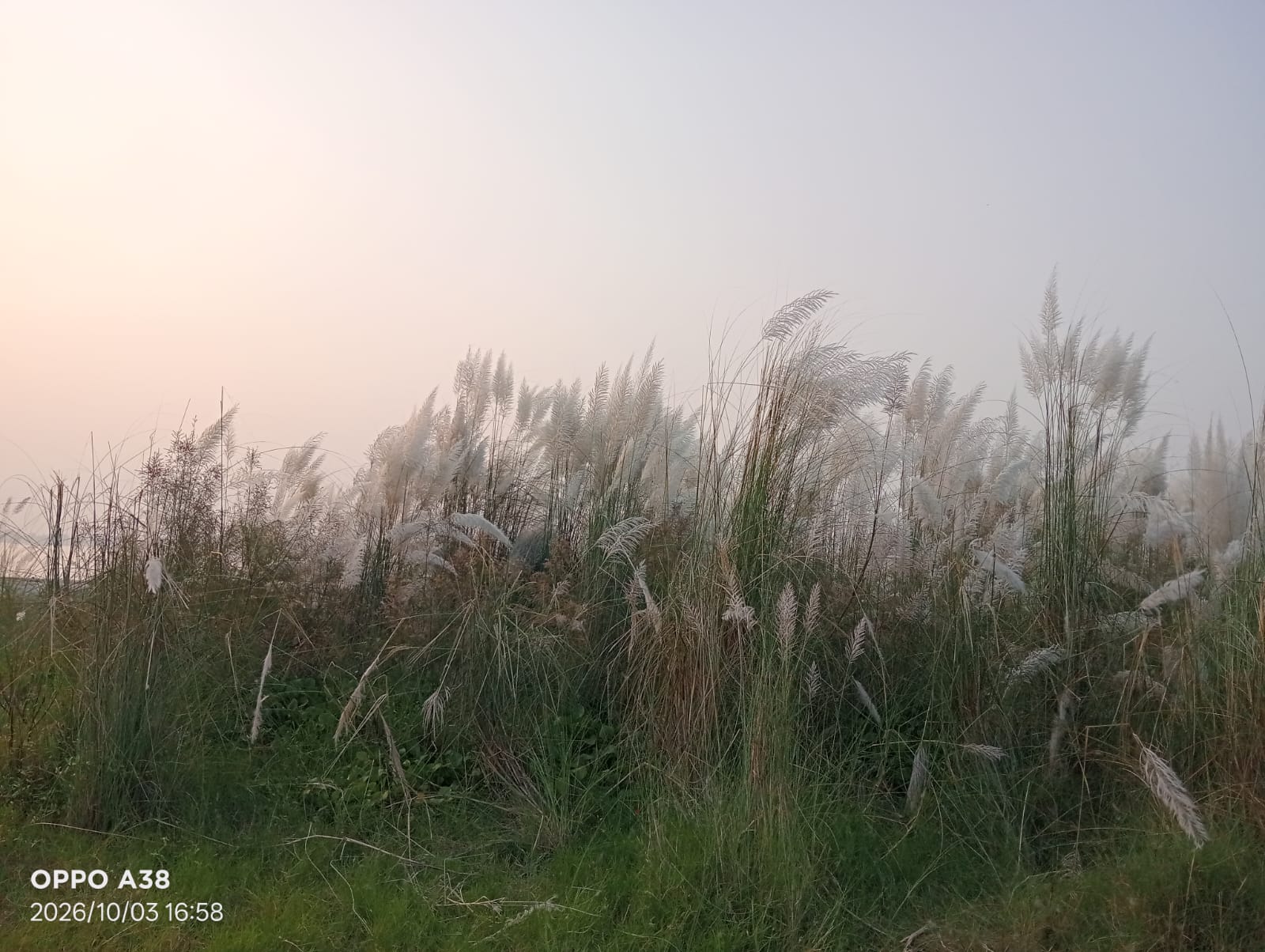 নদীর বুকে জেগেছে চর, ঘাস বেচে বাঁচে হাজারো ঘর!