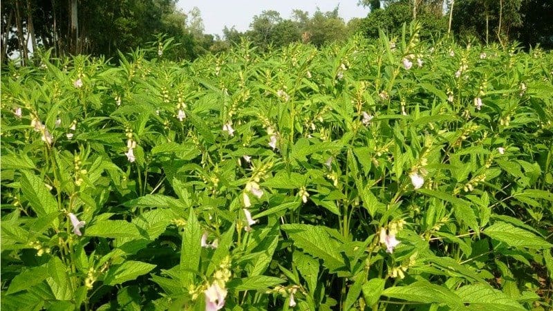 পলিমাটির চাদরে যমুনার তীরে, তিল চাষে নতুন বিপ্লব নীড়ে!